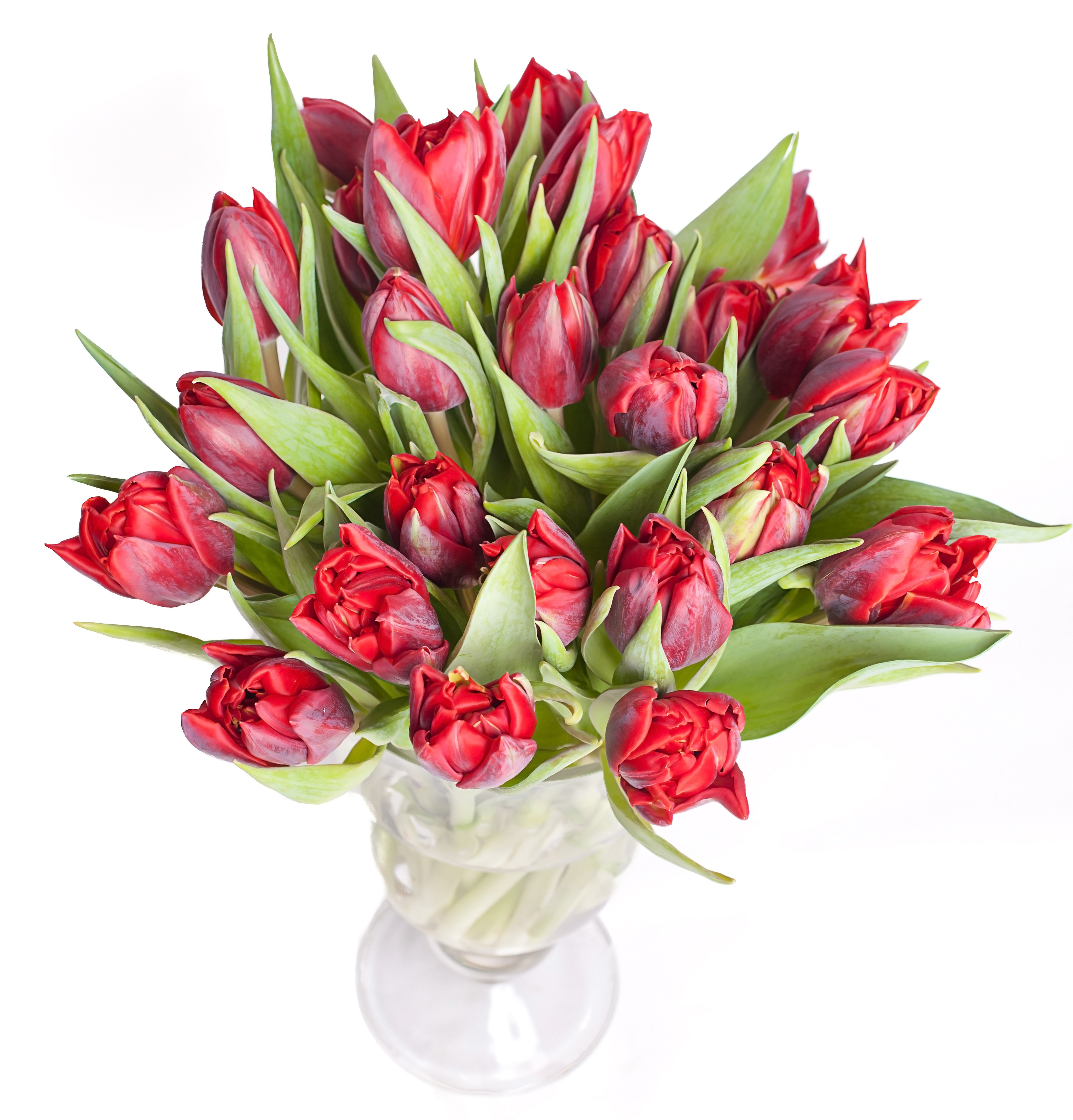 Precious Red Tulips