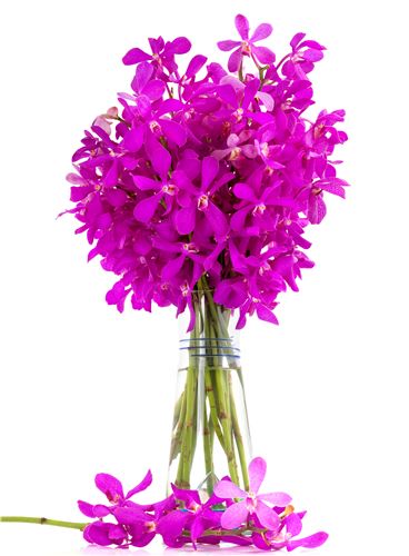 Purple in a vase